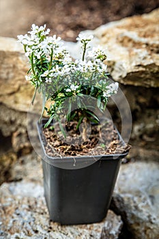 Iberis sempervirens or candytuft plant standing on rural stone wall