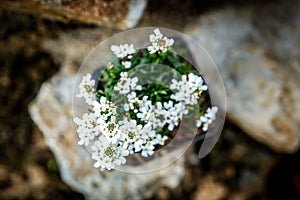 Iberis sempervirens or candytuft plant standing on rural stone wall
