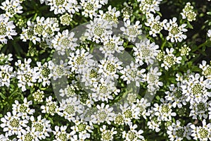 Iberis sempervirens evergreen candytuft perenial flowers in bloom, group of white springtime flowering rock plants