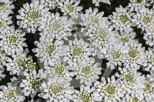 Iberis sempervirens evergreen candytuft perenial flowers in bloom, group of white springtime flowering rock plants