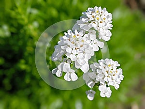 Iberis sempervirens evergreen candytuft perenial flowers in bloom, group of white springtime flowering rock plants photo