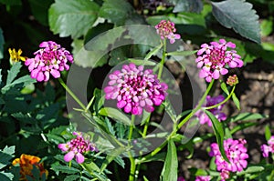Iberis umbellata blooms on a flower bed in the garden