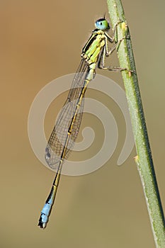 Iberisch lantaarntje, Iberian Bluetail, Ischnura graellsii