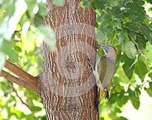 Iberische Groene Specht, Iberian Green Woodpecker, Picus sharpei