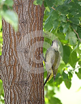 Iberische Groene Specht, Iberian Green Woodpecker, Picus sharpei