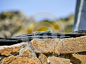 Iberolacerta galani or lizard of Leon, basking in the morning sun on a slate roof in a high mountain shelter to warm up. Male of photo