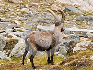 Ibex