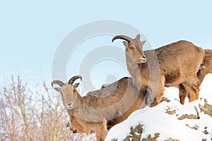 Ibex