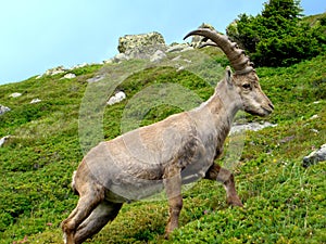 Ibex photo