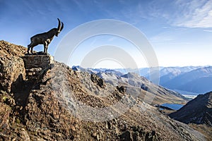 Ibex above Piz Nair mountain range with lake in the Alps, Engadine, Switzerland photo