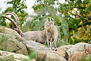 Ibex baby on a rock in nature. small horn in mammal. Ungulates climbing