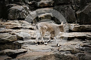 Ibex baby on a rock in nature. small horn in mammal. Ungulates climbing