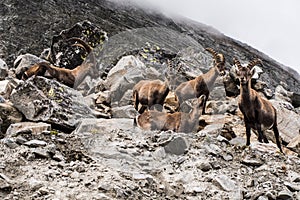 Ibex bevy photo