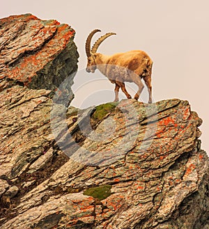 An ibex capra caucasica on the Gornergrat mountain cliff, Zermatt, Switzerland