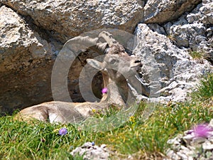 Ibex - Capra ibex in Alps photo
