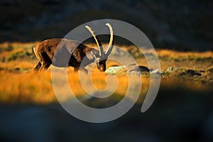 Ibex, Capra ibex, antler alpine animal with coloured rocks in background, animal in the stone nature habitat, beautiful morning