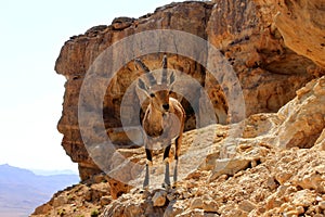 Ibex on the cliff