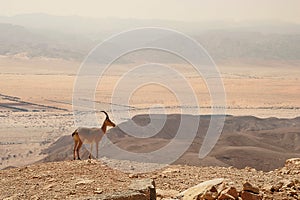 Ibex on the cliff in desert.