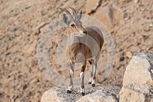 Ibex on the cliff at Ramon Crater in Negev Desert in Mitzpe Ramon, Israel