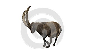 Ibex with clipping path photo