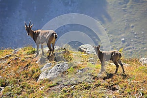 Ibex with cub in mountain