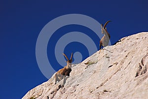 Ibex, Dolomites photo