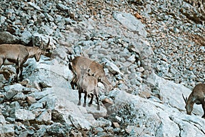 Ibex family in the wild in the Alpstein region in Appenzell