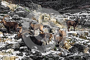 Cute young ibex children with parents