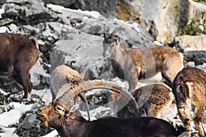 Group of ibex in winter season