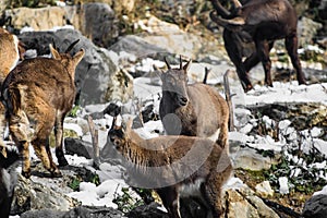 Group of ibex in winter season