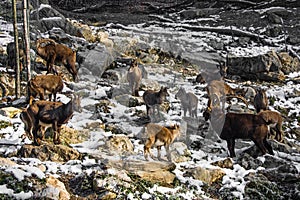 Group of ibex in winter season