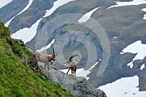 Ibex fight on the rock. Alpine Ibex, Capra ibex, animals in nature habitat, France. Night in the high mountain. Beautiful mountain