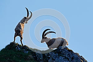 Ibex fight on the rock. Alpine Ibex, Capra ibex, animals in nature habitat, France. Night in the high mountain. Beautiful mountain