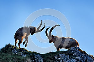 Ibex fight on the rock. Alpine Ibex, Capra ibex, animals in nature habitat, France. Night in the high mountain. Beautiful mountain