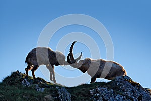 Ibex fight on the rock. Alpine Ibex, Capra ibex, animals in nature habitat, France. Night in the high mountain. Beautiful mountain