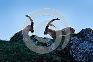 Ibex fight on the rock. Alpine Ibex, Capra ibex, animals in nature habitat, France. Night in the high mountain. Beautiful mountain