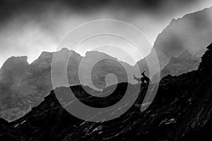 Ibex fight on the rock. Alpine Ibex, Capra ibex, animals in nature habitat, Italy. Night in the high mountain. Beautiful mountain