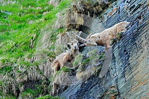 Ibex fight on the rock. Alpine Ibex, Capra ibex, animals in nature habitat, Italy. Night in the high mountain. Beautiful mountain