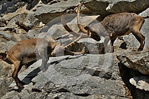 Ibex fight in the rocky mountain area