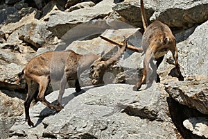 Ibex fight in the rocky mountain area.