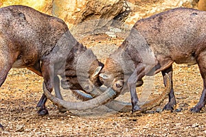 Ibex fighting - wild goats fighting for supremacy