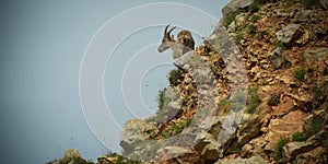 Ibex in the french moutains of vercors