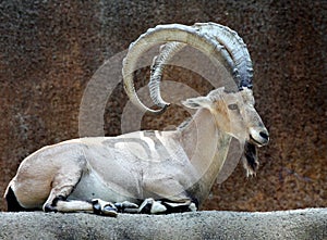 Ibex Goat