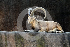 Ibex Goat