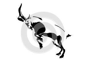 Ibex - goat photo
