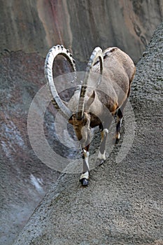 Ibex Goat photo