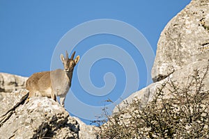 Ibex goat in rocky mountain photo