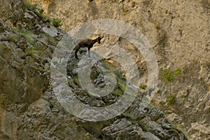 Ibex. Gole di Fara di San Martino e abbazia di San Martino. Parco Nazionale Maiella Abruzzo, Italy