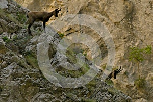 Ibex. Gole di Fara di San Martino e abbazia di San Martino. Parco Nazionale Maiella Abruzzo, Italy