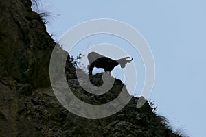 Ibex. Gole di Fara di San Martino e abbazia di San Martino. Parco Nazionale Maiella Abruzzo, Italy